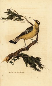 Gulrumpad flugsnappare, Ficedula zanthopygia. 1815 (gravyr) av Unbekannter Künstler