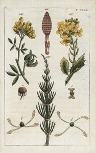 Gul alfalfa (alfalfa), Medicago falcata 136, vild rädisa (ravenelle), Raphanus raphnistrum 137, och åkerfräken (prele des champs), Equisetum arvense 138/139. Handkolorerat kopparstick av en botanisk illustration från G. T. Wilhelms "Unte av Unbekannter Künstler