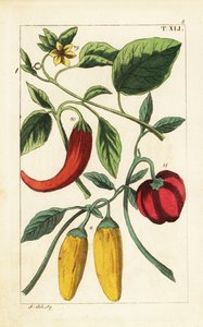 Gul och röd chilipeppar, Capsicum annuum. av Unbekannter Künstler