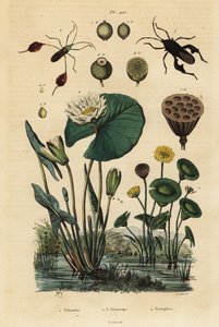 Gul lotus, Nelumbo lutea 1, bladfotade insekter, Anisoscelis foliaceus 2 och Anoplocnemis curvipes 3 och vit näckros, Nymphaea alba 4 av Unbekannt