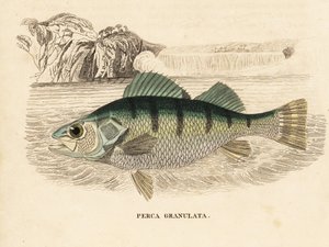 Gul abborre, Perca flavescens (granulerad abborre, Perca granulata). Handkolorerad stålgravyr från Georg Friedrich Treitschkes naturhistoriska galleri, Naturhistorischer Bildersaal des Thierreiches, Liepzig-1842. av Unbekannter Künstler