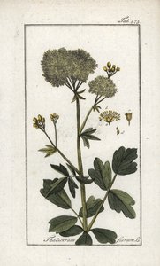 Gul svinmålla (Thalictrum flavum). Litografi från "Afbeelding der Artseny-Gewassen" av Johannes Zorn (1739-1799), Nederländerna av Unbekannter Künstler