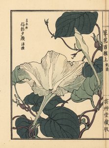 Yuugao, hyoutan, kalebass eller flaskgurka, Lagenaria siceraria. Handkolorerat träsnitt av Kono Bairei från Kusa Bana Hyakushu (One Hundred Varieties of Flowers), Tokyo, Yamada av Unbekannter Künstler