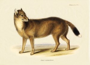 Zoologi: Falklandsräv (Canis antarticus) observerad av Charles Darwin (1809-1882) på hans resa ombord på Beagle. Plansch från "The Zoology of the Voyage of H.M.S. Beagle Under the Command of Captain Fitzroy, R.N., during the Years 1832 to 1836" av Unbekannter Künstler