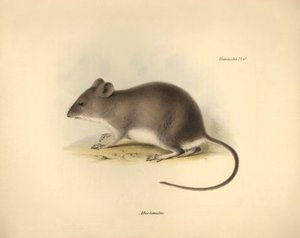 Zoologi: "Mus tumidus" eller sumpråttan som beskrevs av Charles Darwin under hans upptäcktsresa ombord på Beagle. Plansch från "The Zoology of the voyage of H.M.S. Beagle under the command of Captain Fitzroy during the years 1832 to 1836 edited and super av Unbekannter Künstler