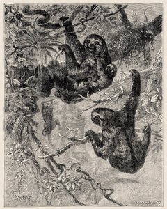 Zoologi: lat (Ai - Bradypus tridactylus) beskriven och illustrerad av Carlo Vogt och Federico Specht i "Illustree Natural History: Däggdjur" 1884 av Unbekannter Künstler