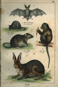 Zoologi: representation av en fladdermus, en mus, en råtta, en apa, en hare. Tallrik från en fransk-tysk barnlexikon av Unbekannt