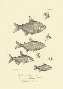Zoologi: avbildning av fisken "Tetragonopterus Abramis, rutilus, scabripinnis, interruptus" som beskrevs av Charles Darwin under hans resa ombord på Beagle. Plansch från "The zoology of the voyage of H.M.S. Beagle under the command of Captaain Fitzroy dur av Unbekannter Künstler