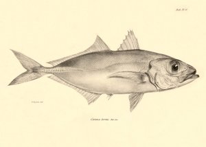 Zoologi: avbildning av fisken "Caranx torvus" som beskrevs av Charles Darwin under hans resa ombord på Beagle. Plansch från "The zoology of the voyage of H.M.S. Beagle under befäl av Captaain Fitzroy under åren 1832-1836" av Unbekannter Künstler