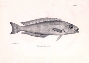 Zoologi: avbildning av fisken "Latilus princeps" som beskrevs av Charles Darwin under hans resa ombord på Beagle. Plansch från "The zoology of the voyage of H.M.S. Beagle under befäl av Captaain Fitzroy under åren 1832-1836" av Unbekannter Künstler