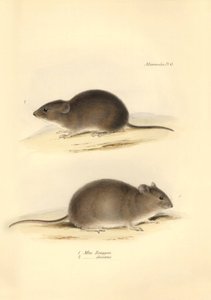 Zoologi: "Mus Renggeri" och "Mus obscurus" (råttor) som beskrevs av Charles Darwin under hans upptäcktsresa ombord på Beagle. Plansch från "The Zoology of the voyage of H.M.S. Beagle under befäl av kapten Fitzroy under åren 1832 till 183 av Unbekannter Künstler