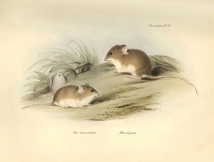 Zoologi: "Mus albimaculatus" och "Mus elegans" (mus) som beskrevs av Charles Darwin under hans upptäcktsresa ombord på Beagle. Plansch från "The Zoology of the voyage of H.M.S. Beagle under befäl av kapten Fitzroy under åren 1832 till 18 av Unbekannter Künstler