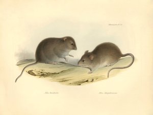 Zoologi: "Mus brachiotis" och Mus "Magellanicus" (råttor) som beskrevs av Charles Darwin under hans upptäcktsresa ombord på Beagle. Plansch från "The Zoology of the voyage of H.M.S. Beagle under befäl av kapten Fitzroy under åren 1832 till 1 av Unbekannter Künstler
