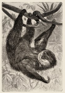 Zoology: unau or lazy beskriver och illustrerar av Carlo Vogt och Federico Specht i "Natural history illustree: mammals" 1884 av Unbekannter Künstler