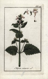 kattmynta eller kattmynta eller kattmynta (Nepeta cataria). Litografi från "Afbeelding der Artseny-Gewassen" av Johannes Zorn (1739-1799), Nederländerna av Unbekannter Künstler