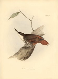 Ornitologi: "Dendrodamus leucosternus" fågel i Sydamerika observerad och beskriven av Charles Darwin (1809-1882). Plansch från "The zoology of the voyage of H.M.S. Beagle. Flight. III, Fåglar beskrivna av John Gould, med notiser om deras vanor av Charl av Unbekannter Künstler