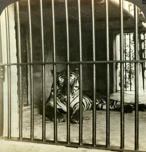 Tillfångad människoätande tiger skulden för 200 dödsfall, Calcutta, Indien, c1903.