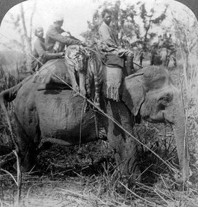 Bär döda tigrar tillbaka till lägret, Behar ungle, Indien, c1900-talet. av Underwood and Underwood