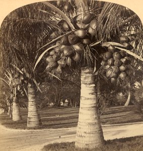 Kokosnötsträd i den vita sanden i Florida. USA, c1900. av Underwood and Underwood