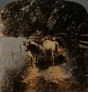 Kor som kommer hem upp på banan vid mjölkningstid, c1900. Artister: Elmer Underwood, Bert Elias Underwood. av Underwood and Underwood