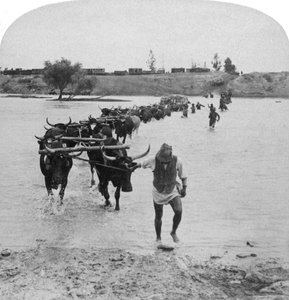 Fording the Modder River, Boer War, Sydafrika, 15 februari 1901. av Underwood and Underwood