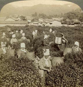 Flickor plockar te, Uji, Japan. av Underwood and Underwood