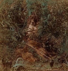 Jakt i västra prärielandet, en vik av vaktel och en pekare - i majsstubb, 1903. Konstnärer: Elmer Underwood, Bert Elias Underwood. av Underwood and Underwood