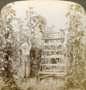 I Rich Hop District, Training the Vines, White River Valley, Washington, USA. av Underwood and Underwood