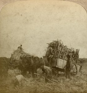 Laddar sockerrör, sockerplantage, Louisiana, USA. av Underwood and Underwood