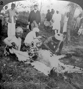 Att flå en död tiger, skott av Maharajah av Cooch Behar, Indien, c1900-talet. av Underwood and Underwood