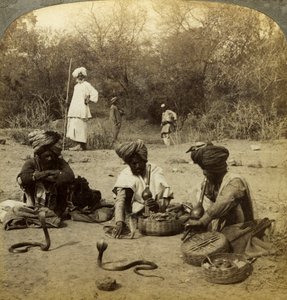 Ormtjusare, Delhi, Indien. av Underwood and Underwood