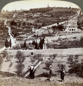 Getsemane trädgård och Oljeberget, Palestina, 1908. av Underwood and Underwood