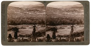 Samarias kulle, från söder, omgiven av sina fikon- och olivlundar, Palestina, 1900. av Underwood and Underwood