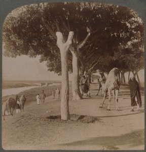Vägen till pyramiderna, Egypten, 1896. av Underwood and Underwood
