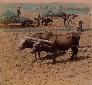 Sparsamma lantfolk med sin boskap i arbete på en gård nära Jönköping, Sverige, 1905. Konstnärer: Elmer Underwood, Bert Elias Underwood. av Underwood and Underwood