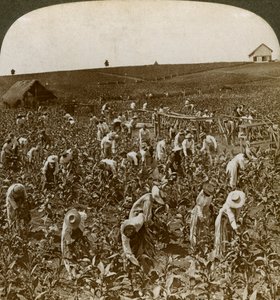 Tobaksfält, Montpeller, Jamaica, 1900. av Underwood and Underwood