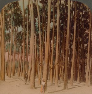Toddy palmer 100 fot höga, Pagan, Burma, 1907. Konstnärer: Elmer Underwood, Bert Elias Underwood. av Underwood and Underwood