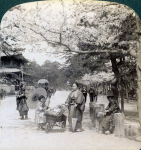 Under körsbärsblommorna, med utsikt mot nordost längs huvudgatan i Shiba Park, Tokyo, Japan, 1904 av Underwood and Underwood
