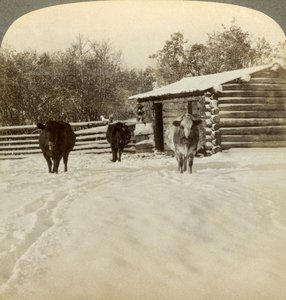 Vinter på en ranch, Montana, USA. av Underwood and Underwood