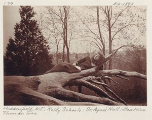 [Beatrice Thom på träd, Haddonfield, New Jersey] av Unidentified