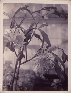 [Nattblommande Cereus, I blom] av Unidentified