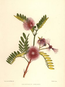 Flaskborste, Callistemon linearis (Calistemon linearis) av Unknown