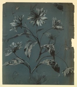 Design för tapeter eller textil av Daisy-Type Flower med Repeat av Unknown