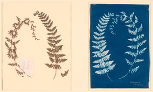 Från Hatton Fern Album av Unknown