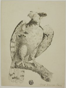 Stor amerikansk Harpy av Unknown
