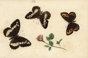 Storbandad harr, Brintesia circe 1, eremit, Chazara briseis 2 och storväggbrun, Lasiommata maera 3 av Unknown