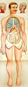 Human Anatomy utfällbar utbildningsmodell, c. 1895 av Unknown