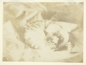 Mrs Craiks katt av Unknown