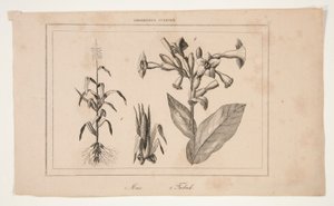 Untitled (Study of American Agriculture) av Unknown