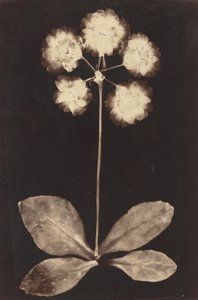 Botaniskt fotogram